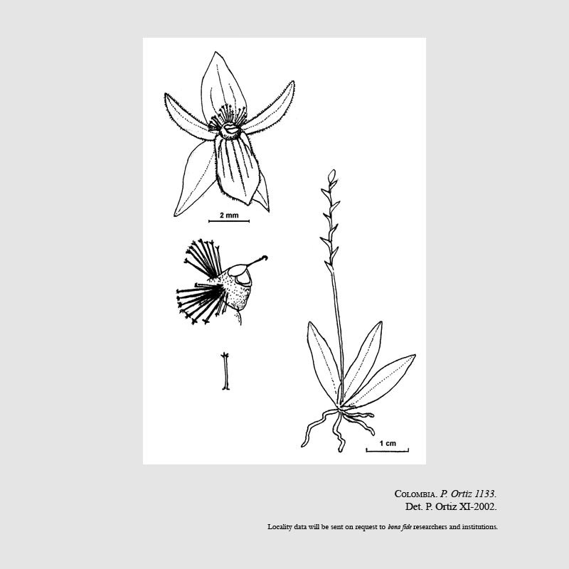 Telipogon nigropurpureus